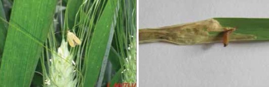 Ekin güvesi ergini ve Ekin güvesi larvasının buğday yaprağında meydana getirdiği zarar